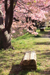 桜の下のベンチ