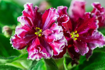 Flowering Saintpaulias, commonly known as African violet. Mini Potted plant, light background.