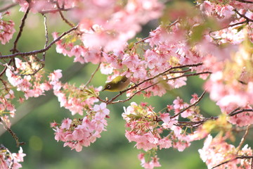 メジロと河津桜