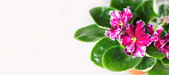 Flowering Saintpaulias, commonly known as African violet. Mini Potted plant, light background.