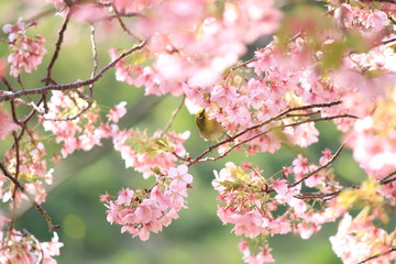 メジロと河津桜