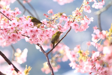 メジロと河津桜