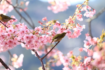 メジロと河津桜