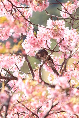 河津桜とヒヨドリ