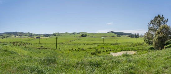 Fototapeta na wymiar green countryside near Waitakaruru, New Zealand