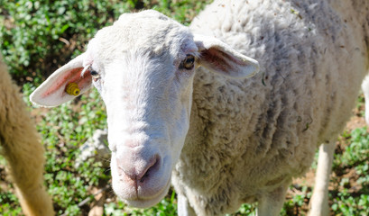 Curious sheep stroking the camera in a herd in fence for animals. graze on a meadow. Sheep are scared and afraid. Breeding animals for wool. Animals are fed and hungry. Spanish animals in And