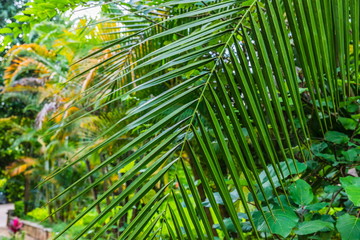 lush tropical greenery with many leaves and branches