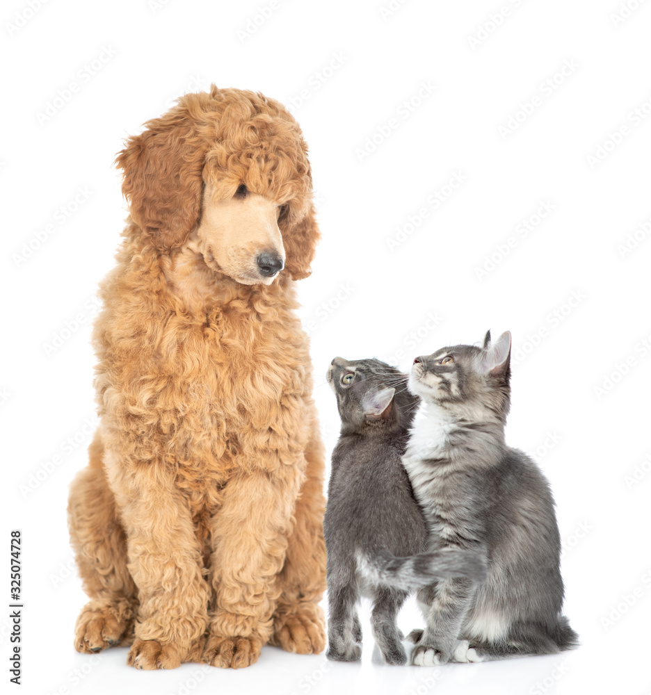 Poster royal poodle and two kittens look at each other. isolated on white background