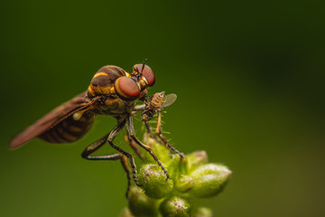 mosca ca&ccedil;adora