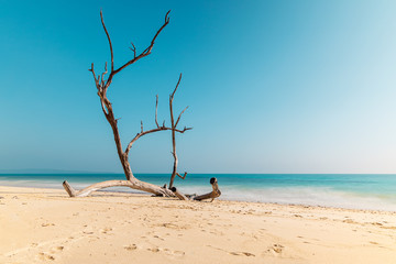 Long exposure of the fallen tree on Kala Pathar beach in Havelock island (Swaraj Dweep) in the Andaman and Nicobar Islands, India. 