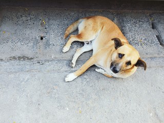 22 February 2020, A stray dog by a road in the Chaingmai thailand