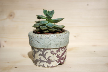 Succulent plants in the pot on the wooden background.  Modern concept.