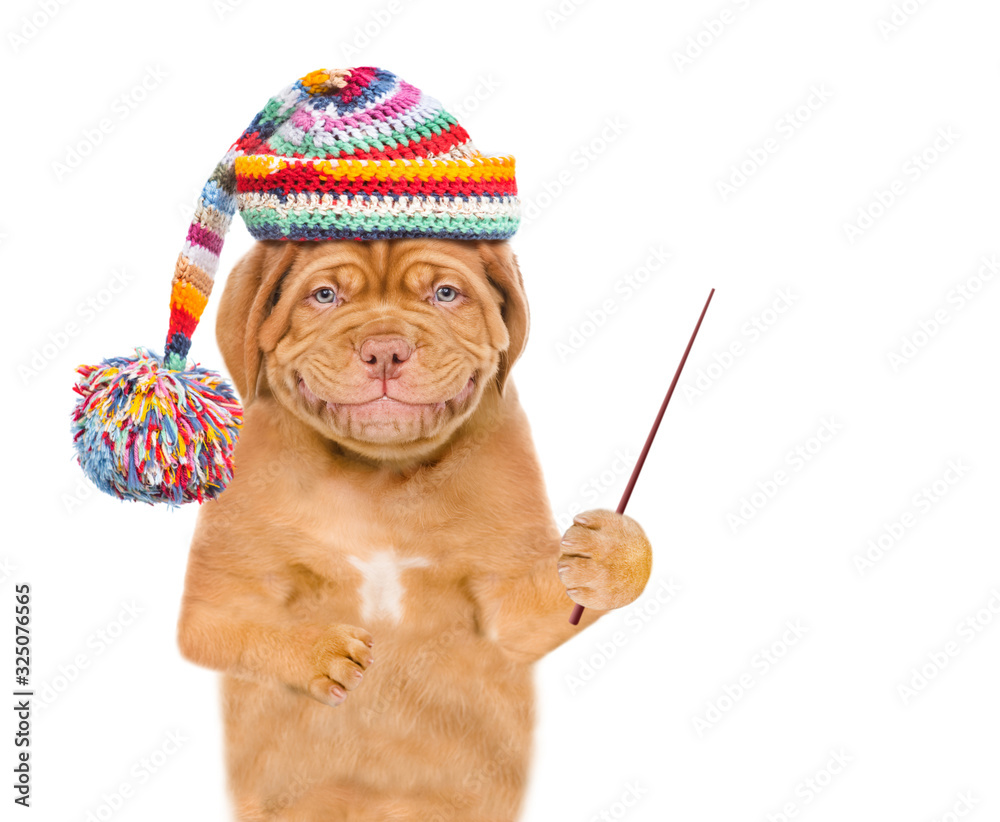 Poster Smiling puppy wearing a warm hat holds a pointing stick and points away on empty space. isolated on white background