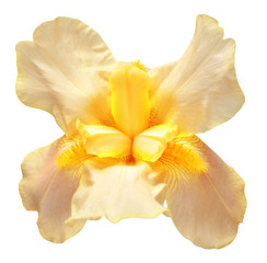 Fototapeta na wymiar Yellow iris flower with bud isolated on white background. Easter. Summer. Spring. Flat lay, top view. Love. Valentine's Day. Floral pattern, object. Nature concept