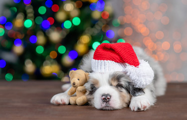 Fototapeta na wymiar Australian shepherd puppy wearing a red santa`s hat hugs toy bear and sleeps on festive Christmas background. Empty space for text