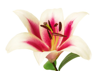 Fototapeta na wymiar Beautiful pink lily flower.