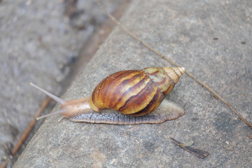 One snail moves on the concrete floor.