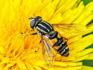 Exotic Colorful Fly Drosophila Diptera Hoverfly Insect Pollinating Flower Macro