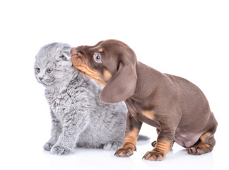 Playful dachshund puppy bites kitten's ear. isolated on white background