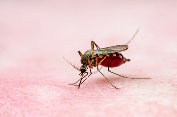 Dangerous Malaria Infected Mosquito Skin Bite. Leishmaniasis, Encephalitis, Yellow Fever, Dengue, Malaria Disease, Mayaro or Zika Virus Infectious Culex Mosquito Parasite Insect Macro.