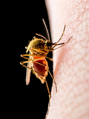 Dangerous Malaria Infected Mosquito Isolated on Black. Leishmaniasis, Encephalitis, Yellow Fever, Dengue, Malaria Disease, Mayaro or Zika Virus Infectious Culex Mosquito Parasite Insect Macro.