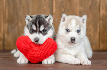 Fototapeta premium Two siberian husky puppies lie with red heart on wooden background
