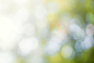 Green leaf background Blurred leaves, circular bokeh, abstract from beautiful leaves, green nature...