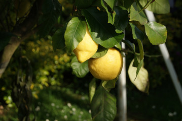 limones en el limonero