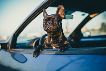 black french bulldog on a car window - Powered by Adobe