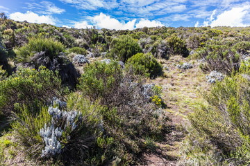 View from the Lemosho trail, the most scenic trail on mount Kilimanjaro, Tanzania