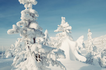 Beautiful winter landscape with snow-covered fir trees branches. Deep snow and ice