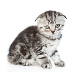 Obraz premium Tabby kitten looks at camera. isolated on white background