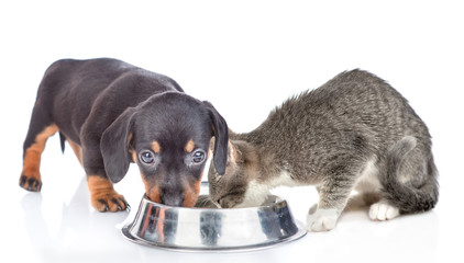 Dachshund puppy and kitten eat together from one bowl. isolated on white background