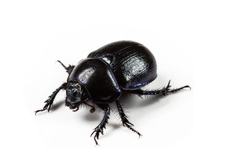 Forest dung beetle on a white background close-up - obrazy, fototapety, plakaty