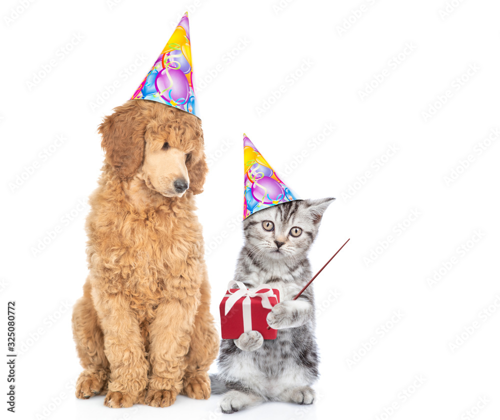 Poster dog and kitten wearing birthday`s hats. cat holds gift box and points away on empty space. isolated 