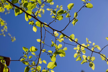 Cielo azul con árbol hojas verde