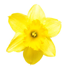 Yellow daffodil flower isolated on white background. Flat lay, top view