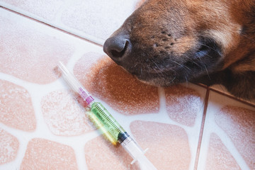 The rabies vaccine is right in front of the dog and the dog is staring at the syringe.Vaccine Rabies and Syringe.