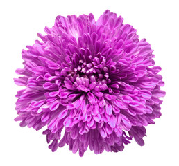 Elegant violet chrysanthemum isolated on a white background. Beautiful head flower. Spring time, summer. Easter holidays. Garden decoration, landscaping. Floral floristic arrangement