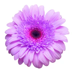 Foto auf Acrylglas Antireflex Flower violet gerbera isolated on white background. Summer. Spring. Flat lay, top view. Love. Valentine's Day © Flower Studio