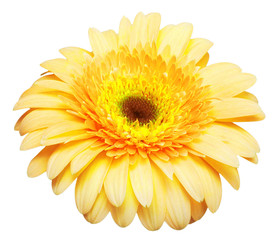 Flower head yellow gerbera isolated on white background. Summer. Spring. Flat lay, top view. Love. Valentine's Day