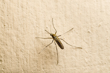 Dangerous Zika Infected Mosquito on Wall. Leishmaniasis, Encephalitis, Yellow Fever, Dengue, Malaria Disease, Mayaro, EEEV or EEE Virus Infectious Culex Mosquito Parasite Insect Macro.