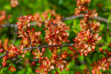 Nature floral background. Flowering quince. Flowers of Japanese pear. Live wall of flowers in a spring garden. Red quince flowers close-up.