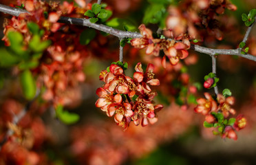 Obraz premium Nature floral background. Flowering quince. Flowers of Japanese pear. Live wall of flowers in a spring garden. Red quince flowers close-up.
