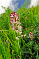 Brand-Knabenkraut / burnt orchid (Neotinea ustulata),  Abruzzen, Italien / Abruzzo, Italy