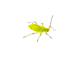 Green Fly or Aphid Parasite Insect Isolated on White Background