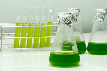 Marine plankton or Microalgae culture into a test tube in laboratory