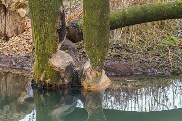gnawed off tree trunk