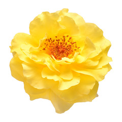 Yellow rose head flower isolated on white background. Wedding card, bride. Greeting. Summer. Spring. Flat lay, top view. Love. Valentine's Day