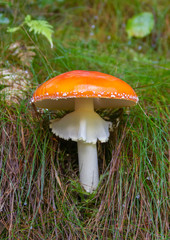 fly agaric